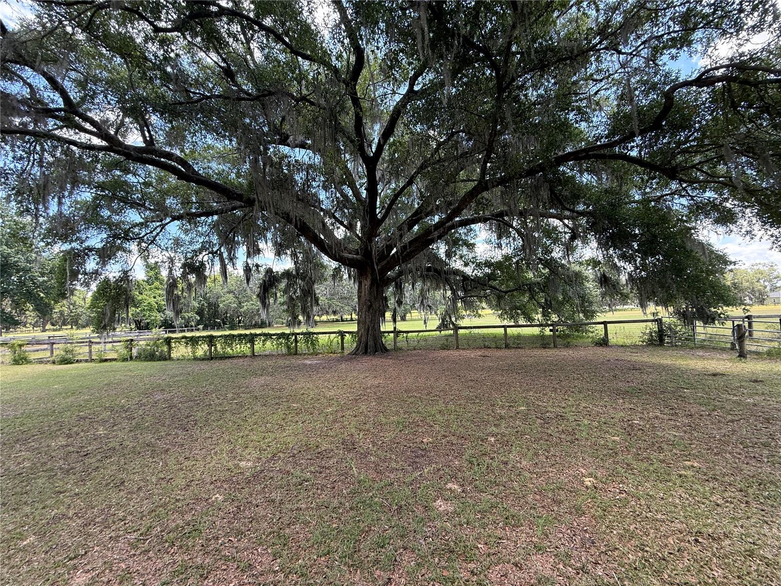 7119 SW 80TH AVE, OCALA, FL, 34481