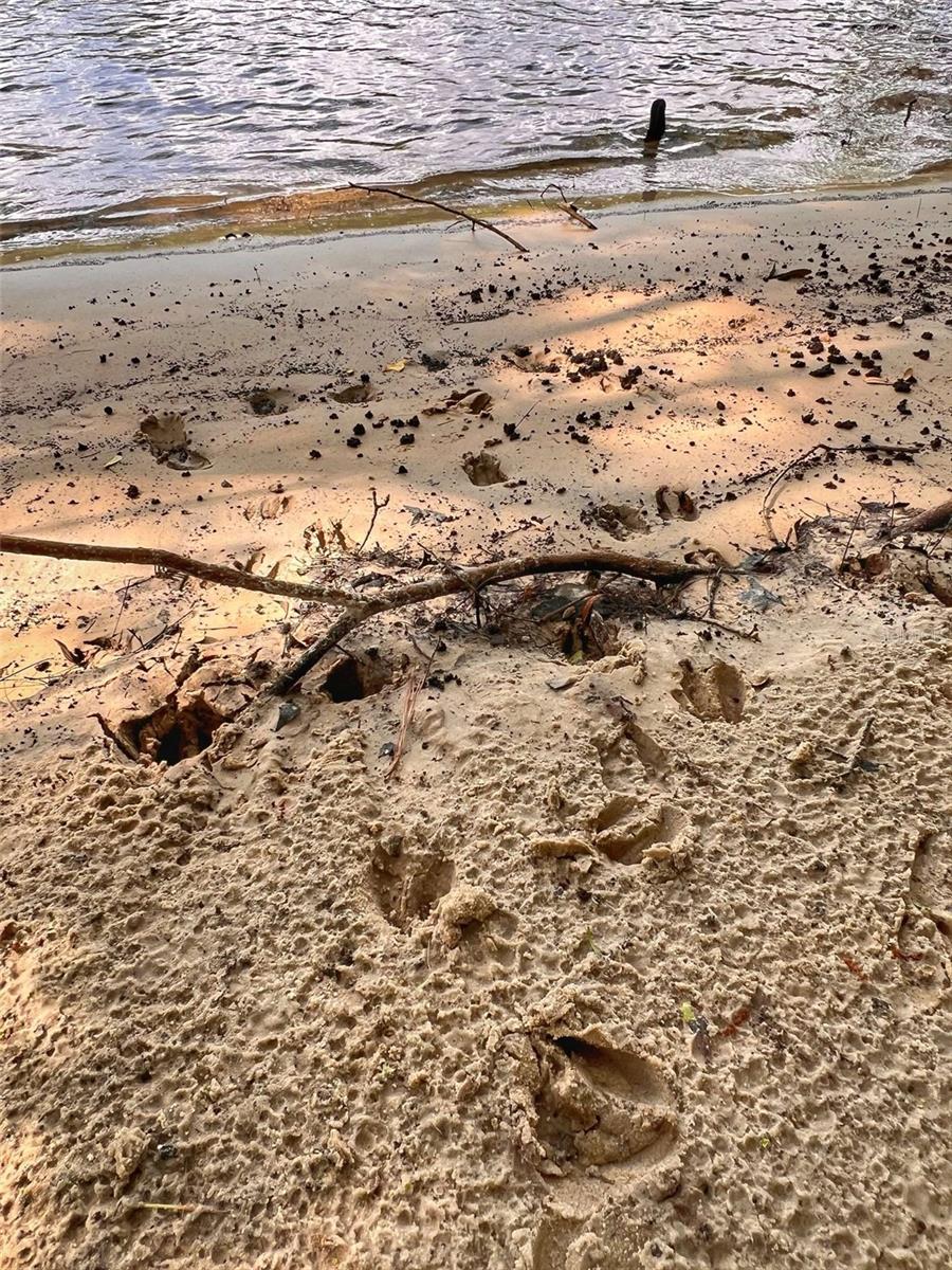 TBD NW 32ND PL, BELL, FL, 32619