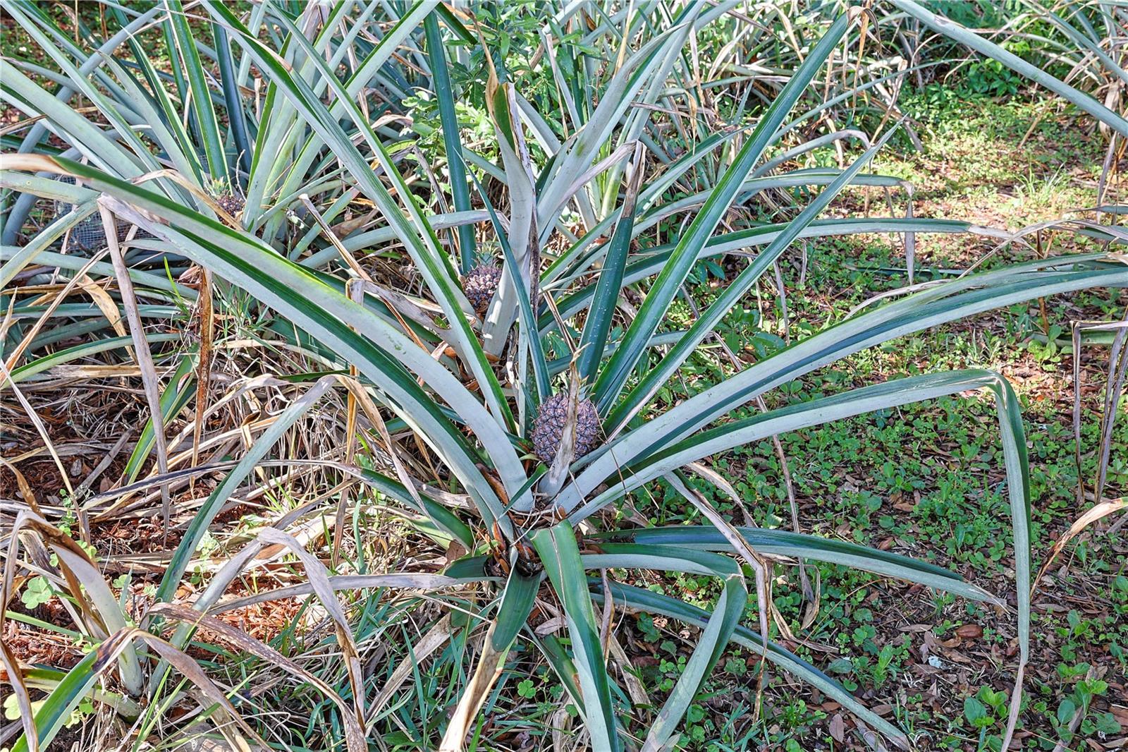 5060 NE 4TH ST, OCALA, FL, 34470