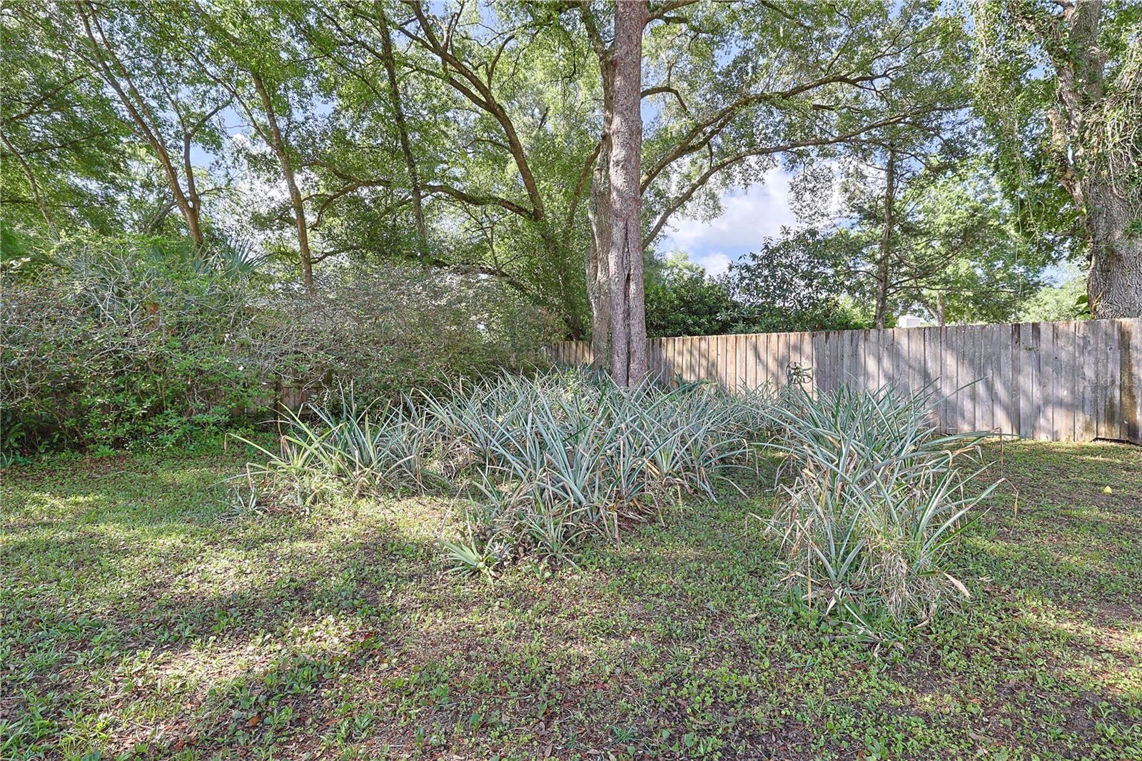 5060 NE 4TH ST, OCALA, FL, 34470