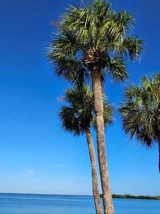 4851 W GANDY BLVD #23C, TAMPA, FL, 33611