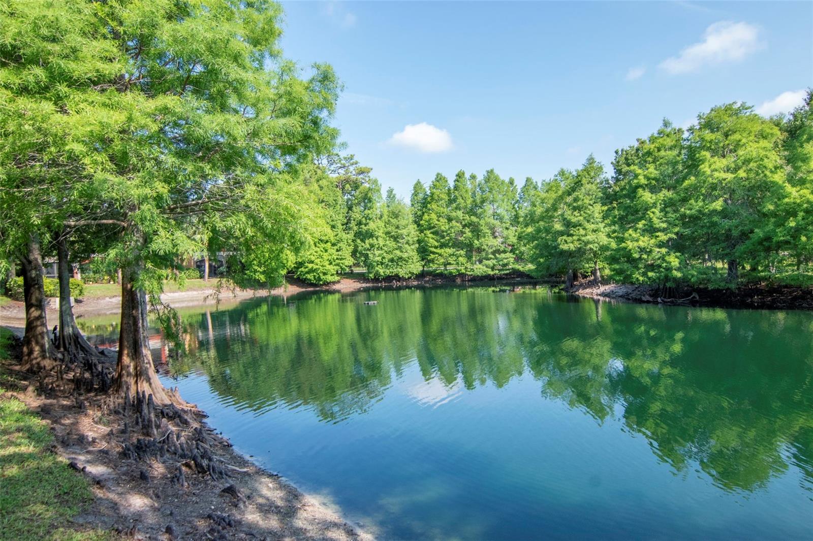 2173 TUSCANY TRCE #8, PALM HARBOR, FL, 34683