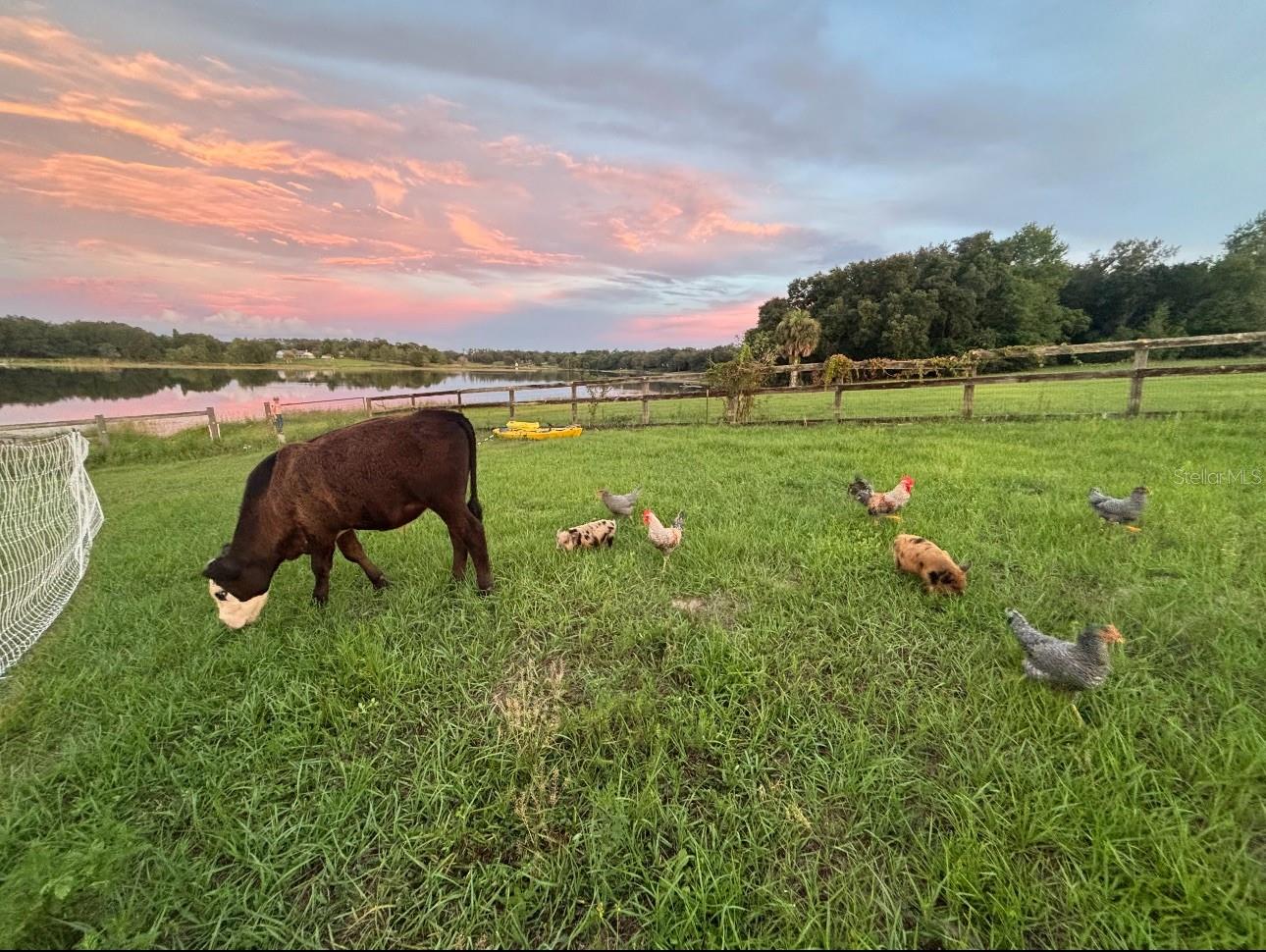 16386 SE 156TH PLACE RD, WEIRSDALE, FL, 32195