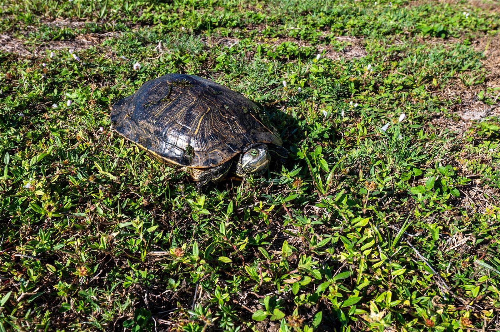 2271 ALTON RD, PORT CHARLOTTE, FL, 33952