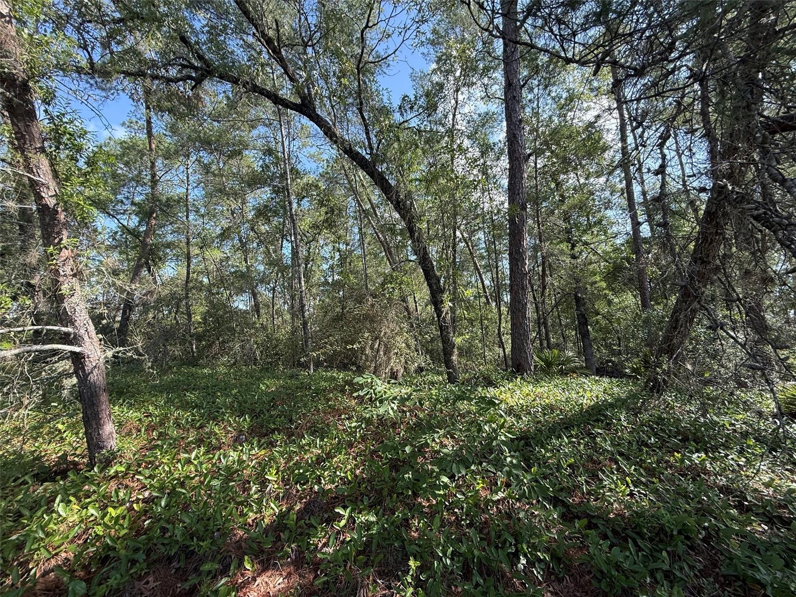 176TH ST, OCALA, FL, 34473