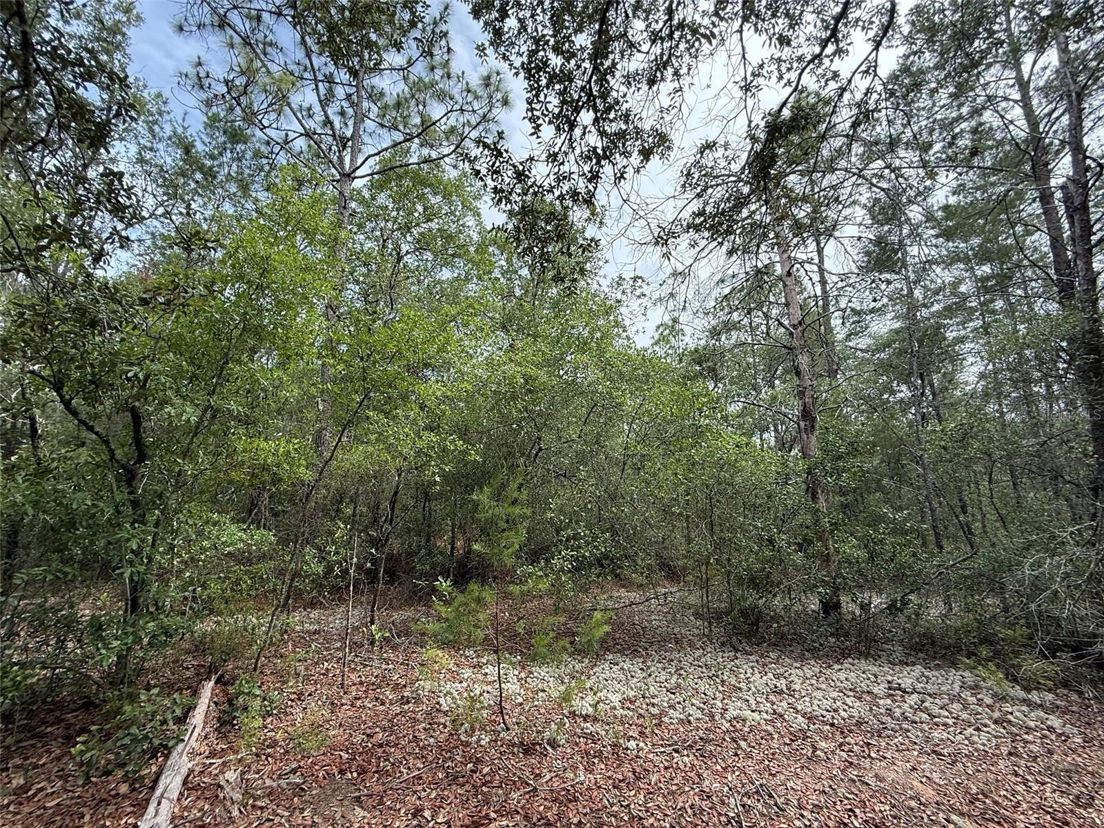 103 CLAY TRL, INTERLACHEN, FL, 32148