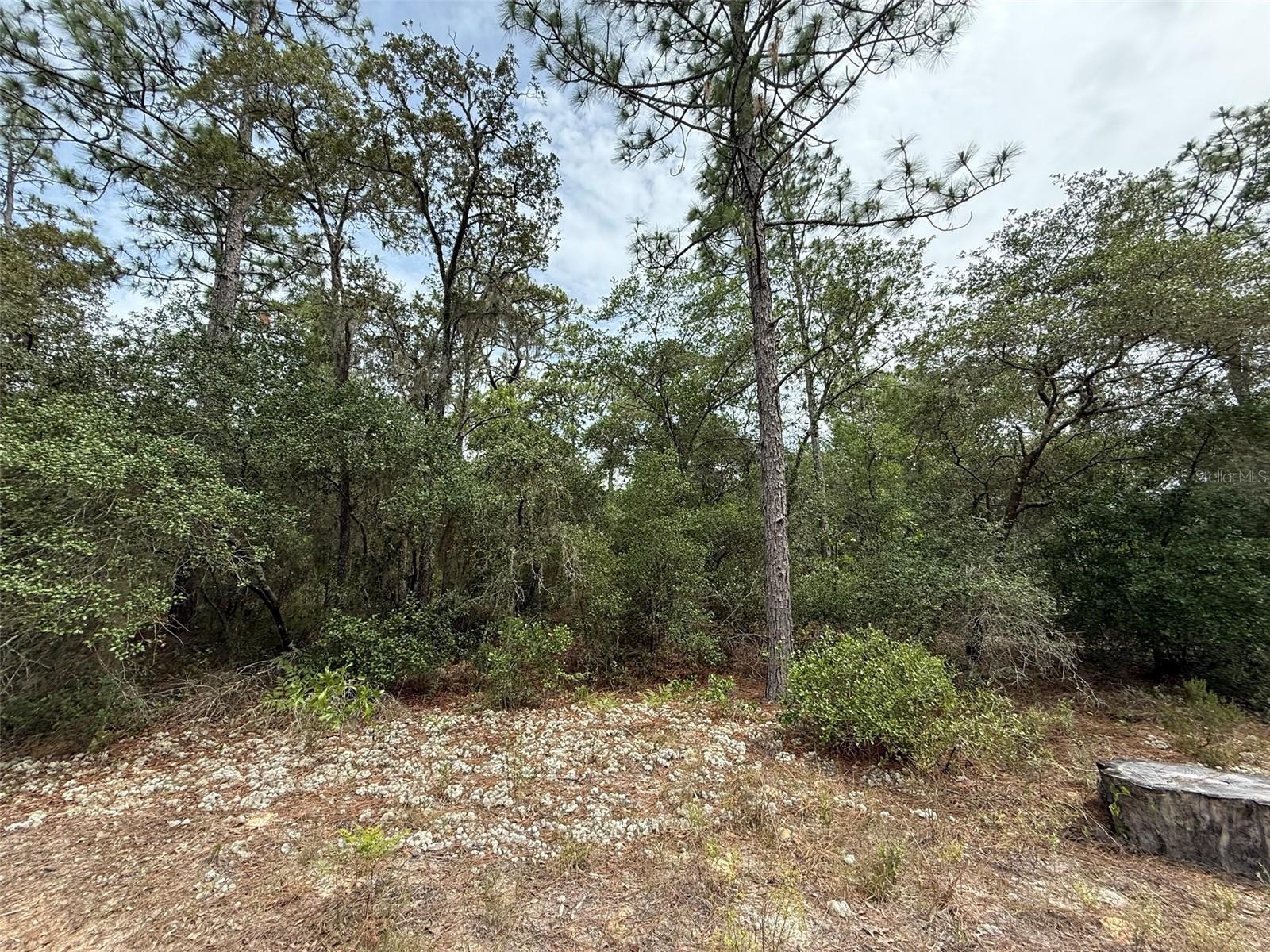 103 CLAY TRL, INTERLACHEN, FL, 32148