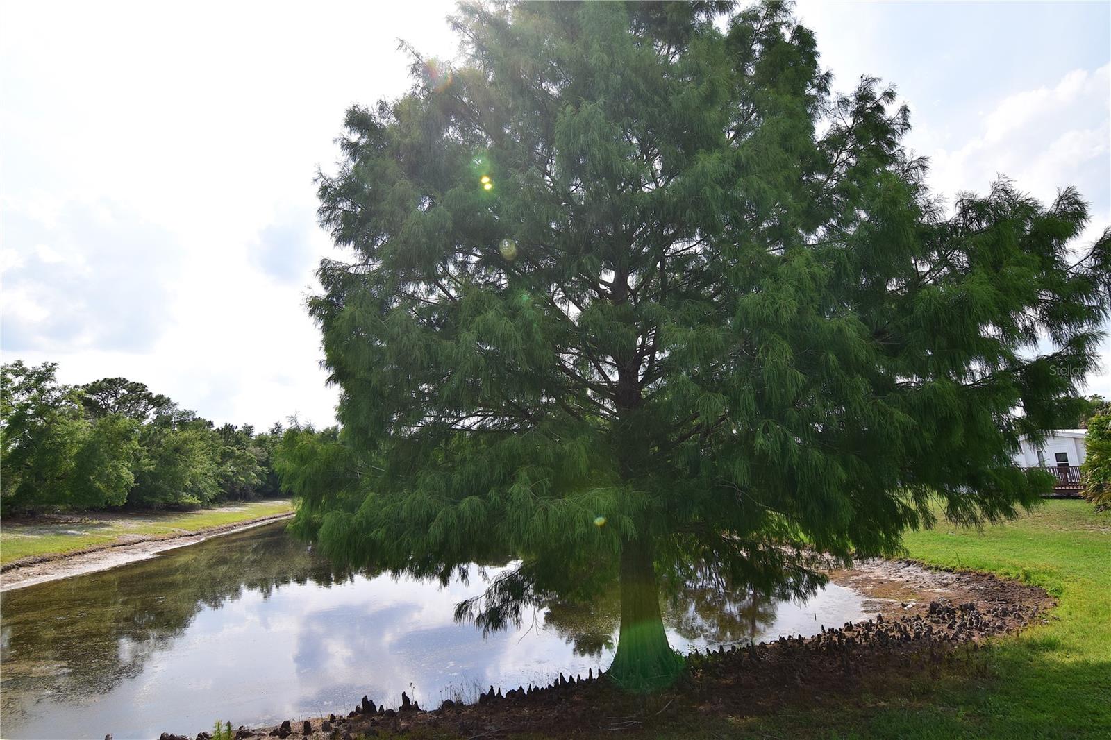 4180 SUGAR PALM TER, OVIEDO, FL, 32765