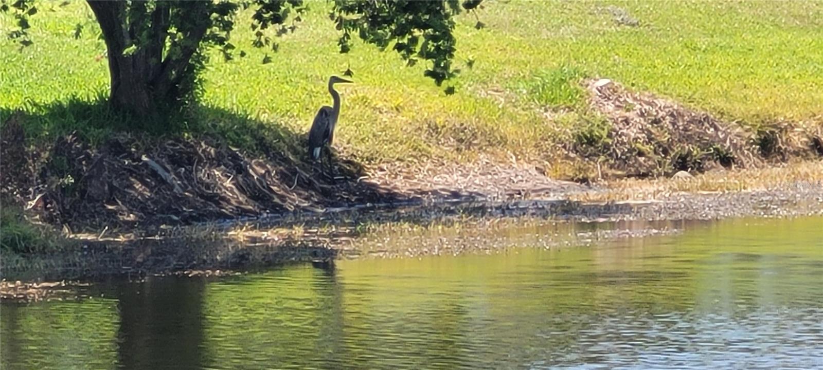 834 TREMONT GREENS LN #137, SUN CITY CENTER, FL, 33573