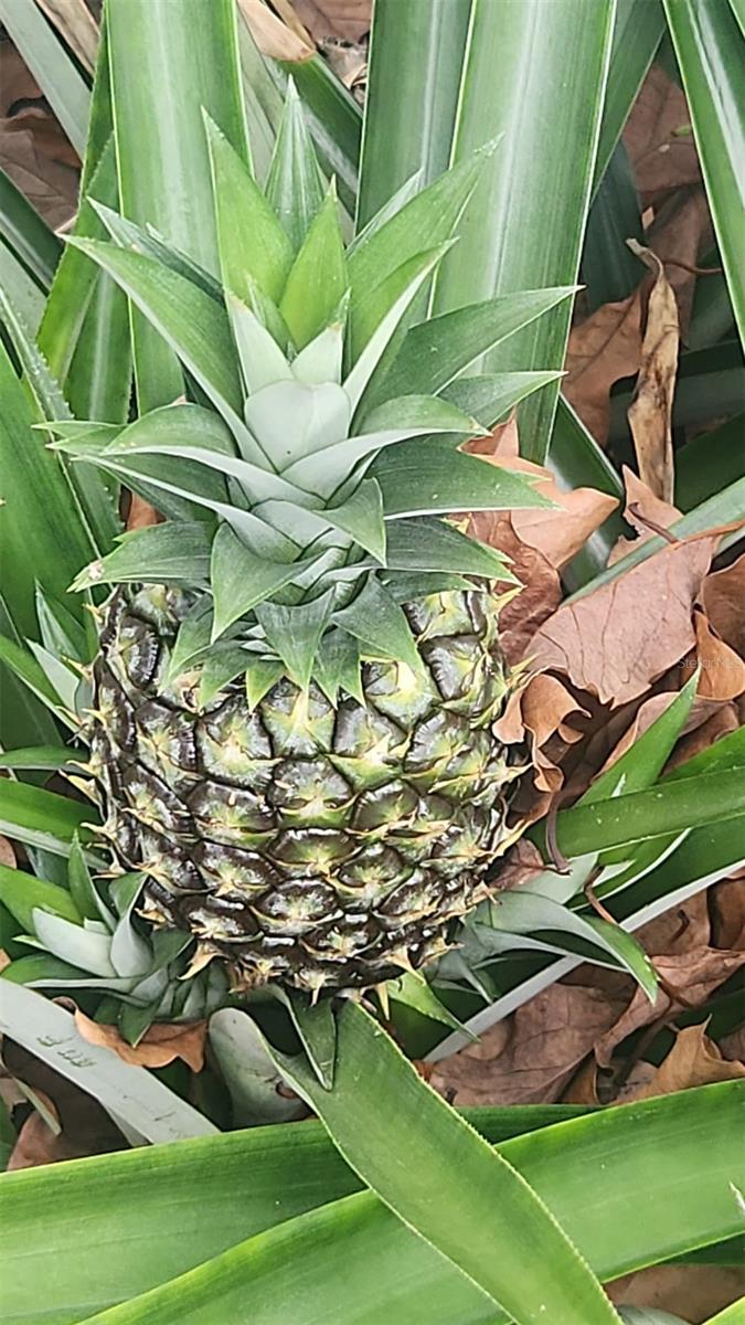 2832 BUCCANEER DR, WINTER PARK, FL, 32792