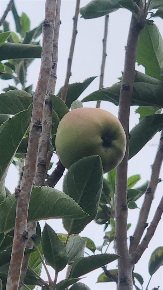 2832 BUCCANEER DR, WINTER PARK, FL, 32792