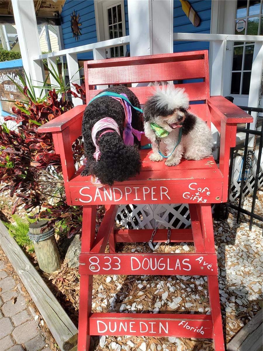 2631 ST JOSEPHS DR W, DUNEDIN, FL, 34698