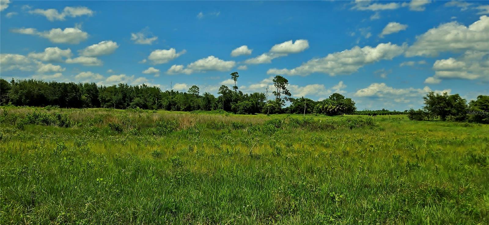 MAMMOTH GROVE RD, LAKE WALES, FL, 33898