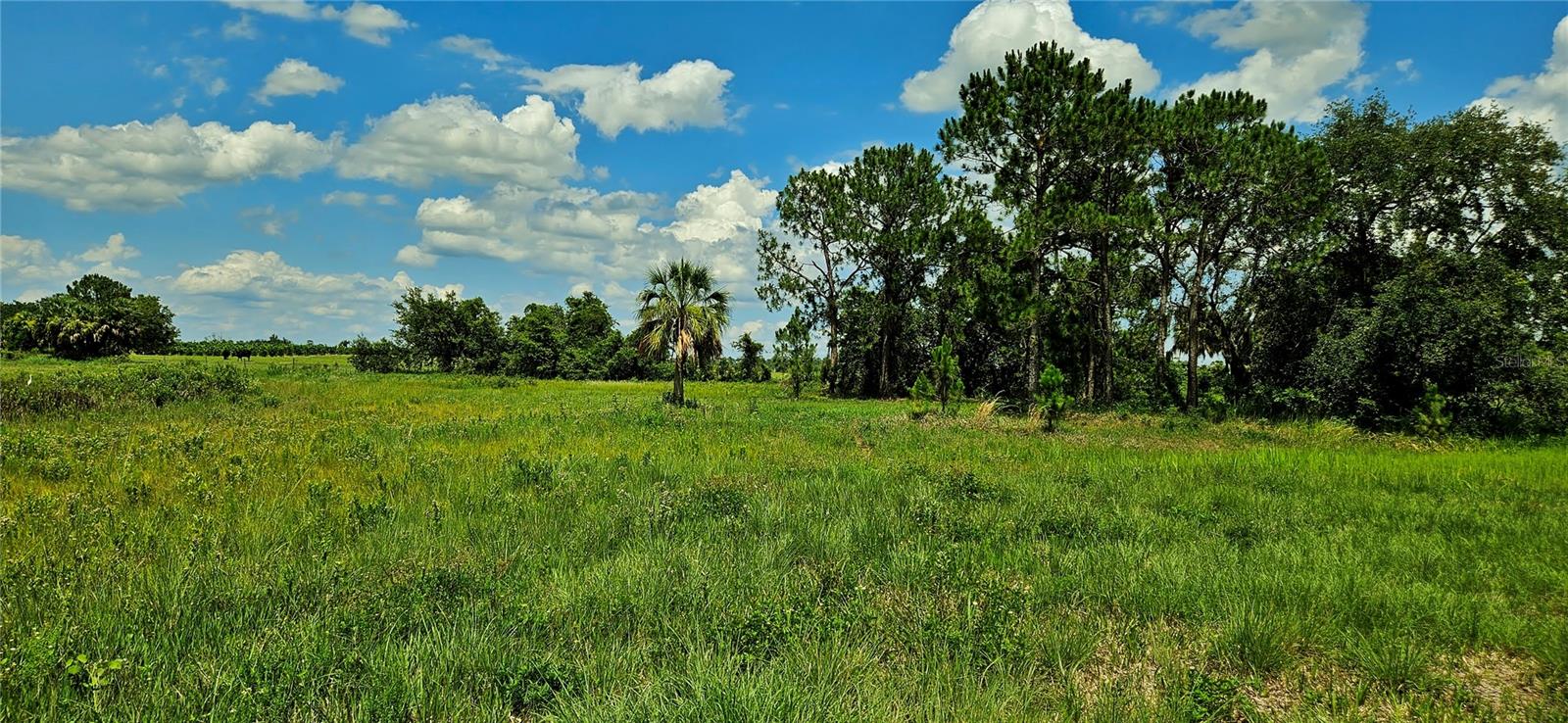 MAMMOTH GROVE RD, LAKE WALES, FL, 33898