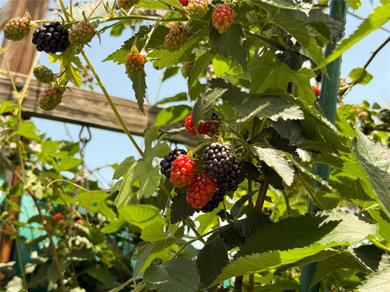 23211 NW 4TH PL, NEWBERRY, FL, 32669