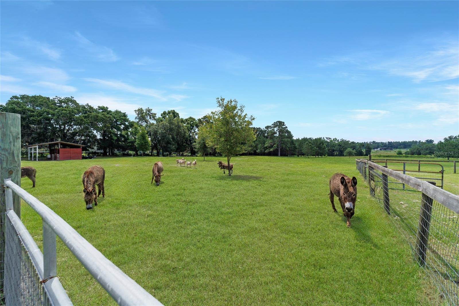 16520 NW 170TH ST, WILLISTON, FL, 32696