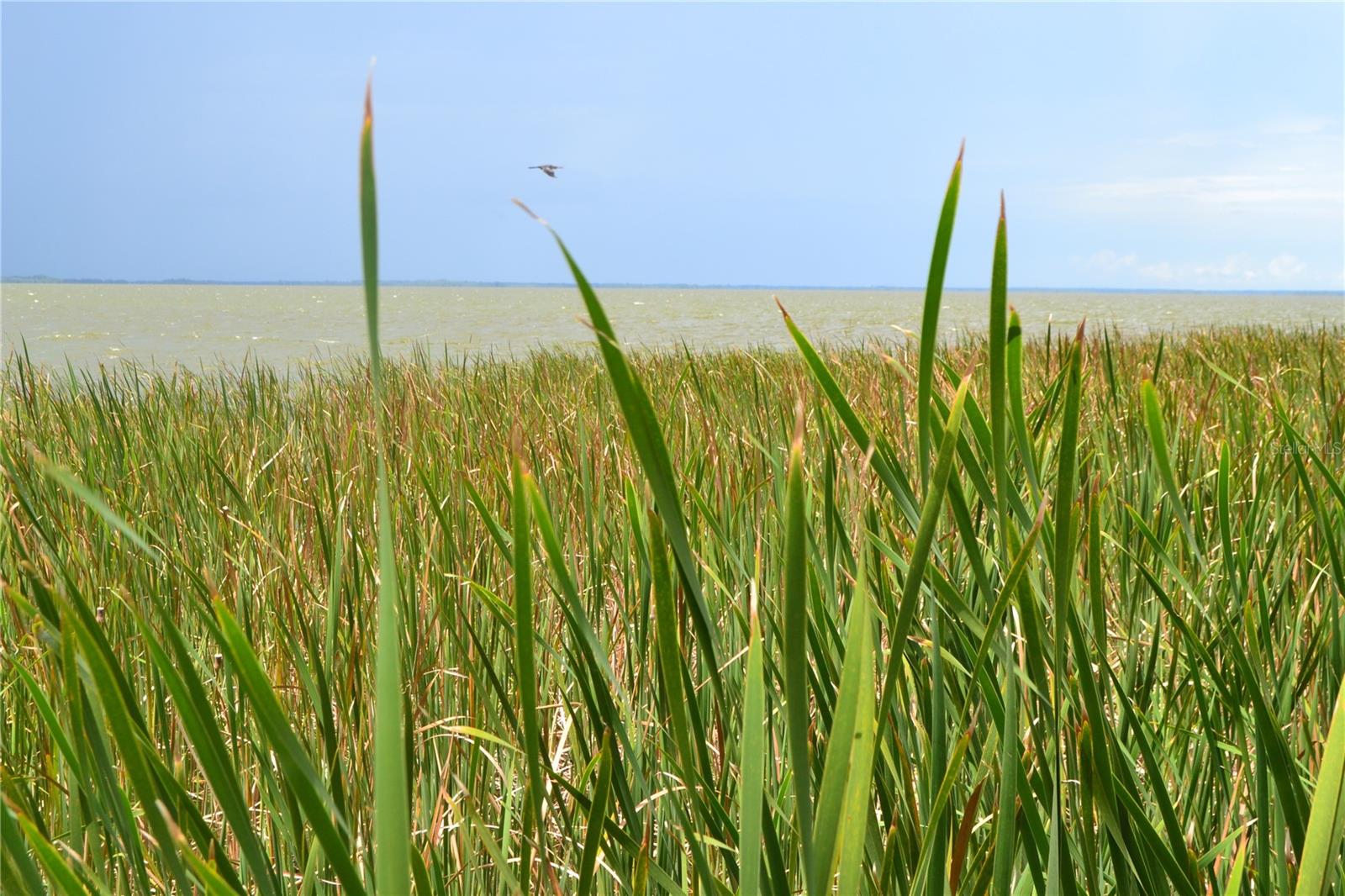 Lot 26 ELDERBERRY DR, MONTVERDE, FL, 34756