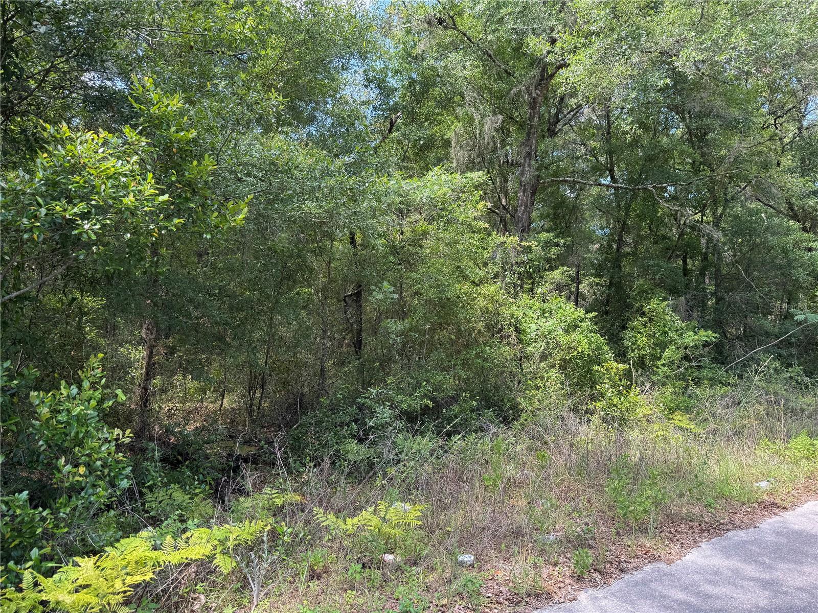 00 NE 5TH ST, WILLISTON, FL, 32696