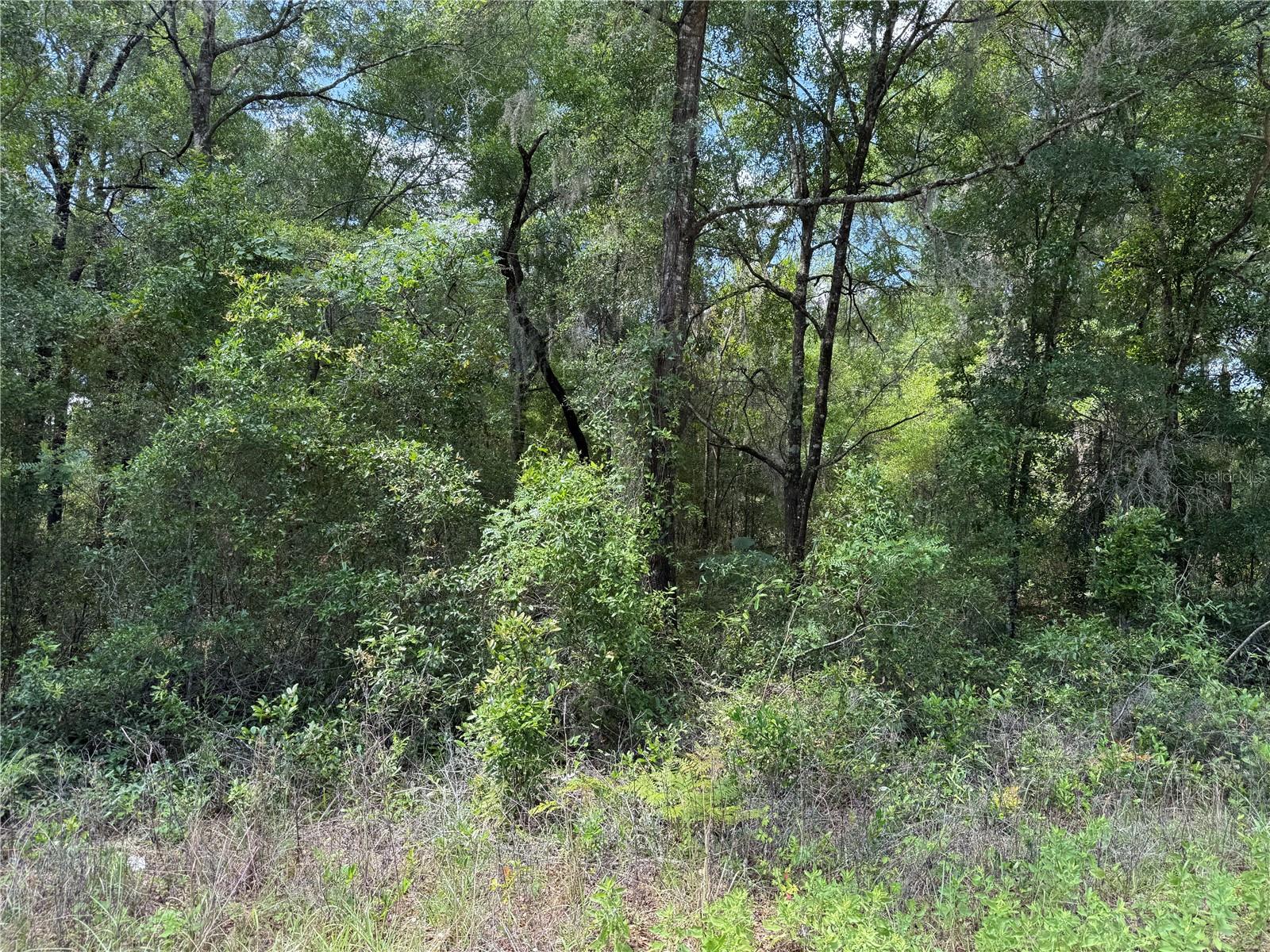 00 NE 5TH ST, WILLISTON, FL, 32696