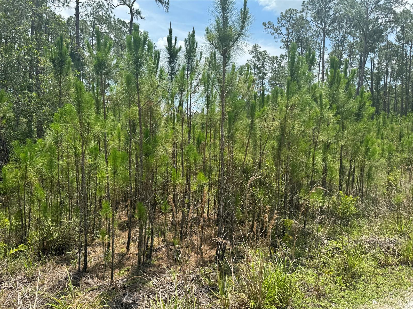 HAVANA RD, CLERMONT, FL, 34714