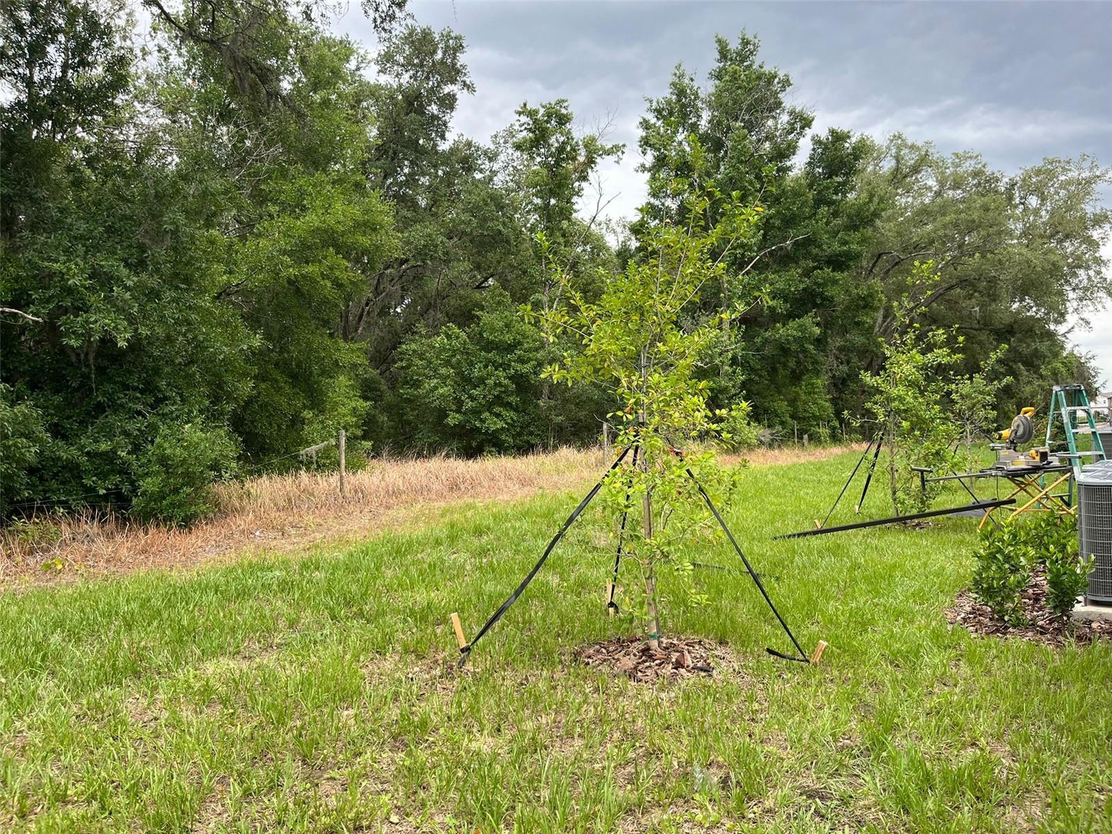 10264 TRUMPET HONEYSUCKLE WAY, SAN ANTONIO, FL, 33576