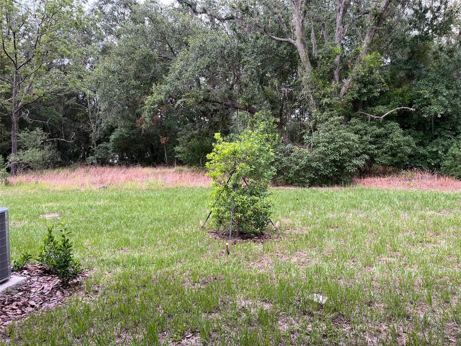 10264 TRUMPET HONEYSUCKLE WAY, SAN ANTONIO, FL, 33576