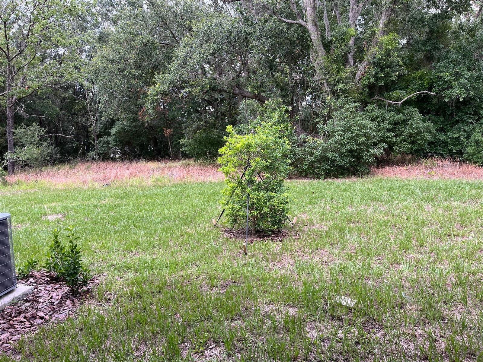 10264 TRUMPET HONEYSUCKLE WAY, SAN ANTONIO, FL, 33576