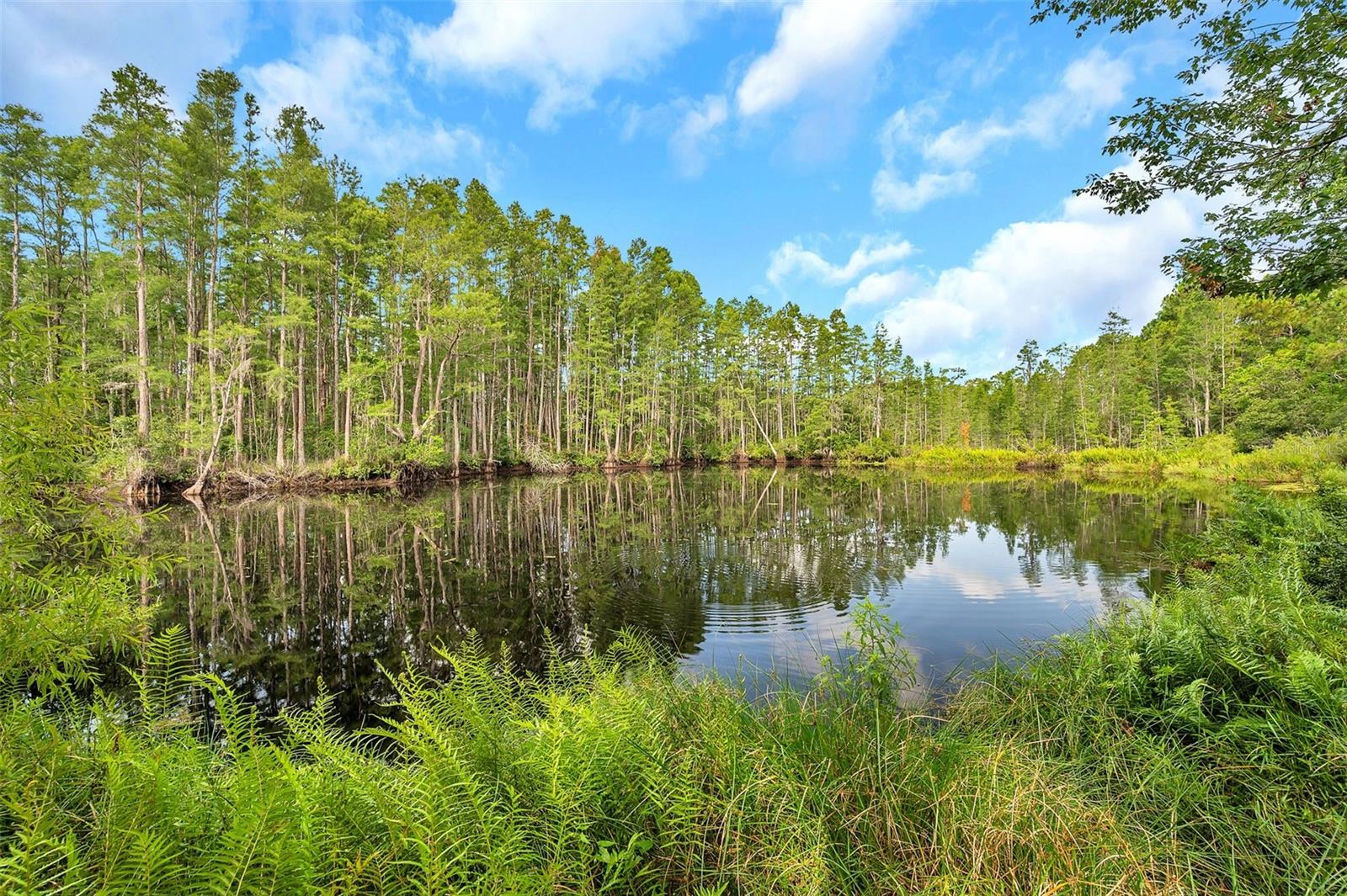 18324 JORENE RD, ODESSA, FL, 33556