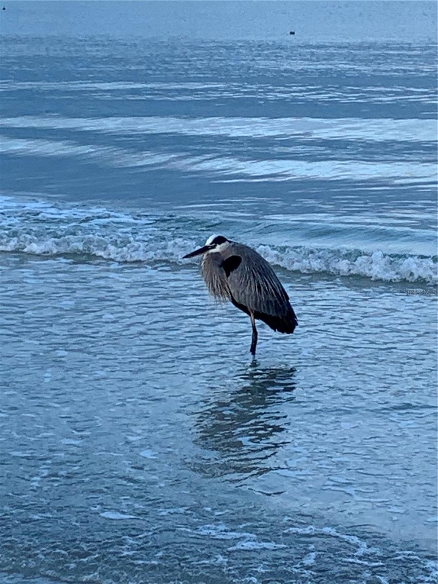 100 BLUFF VIEW DR #511C, BELLEAIR BLUFFS, FL, 33770