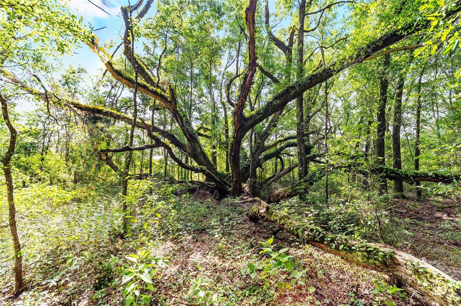 15422 SW 50TH AVE, ARCHER, FL, 32618