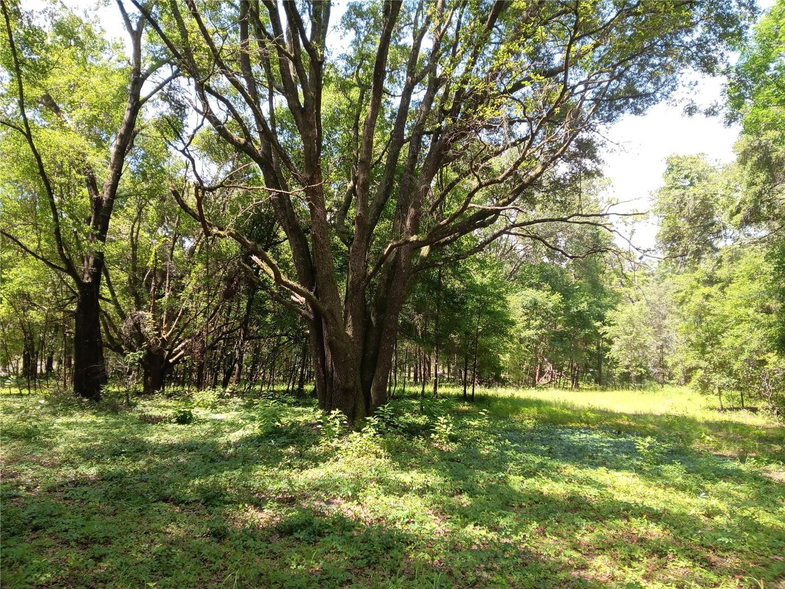 15422 SW 50TH AVE, ARCHER, FL, 32618