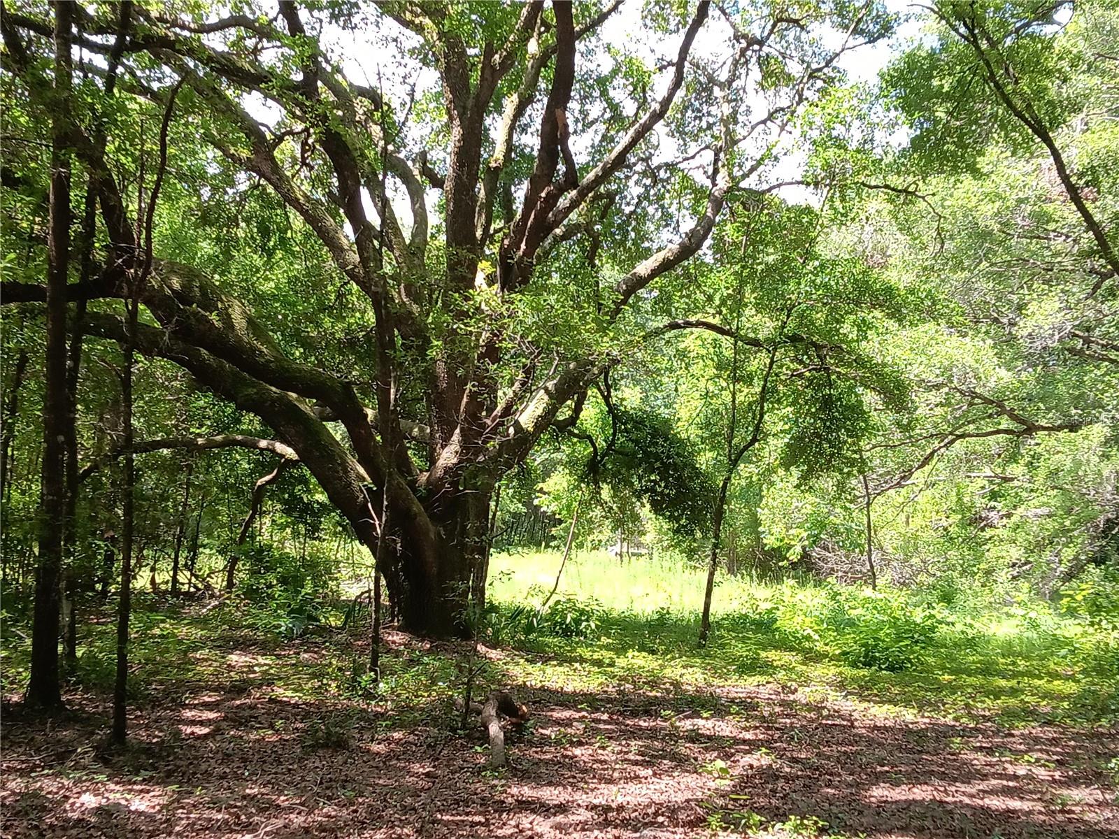 15422 SW 50TH AVE, ARCHER, FL, 32618