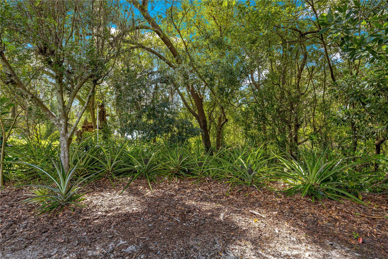 8045 WATERBURY WAY, MOUNT DORA, FL, 32757