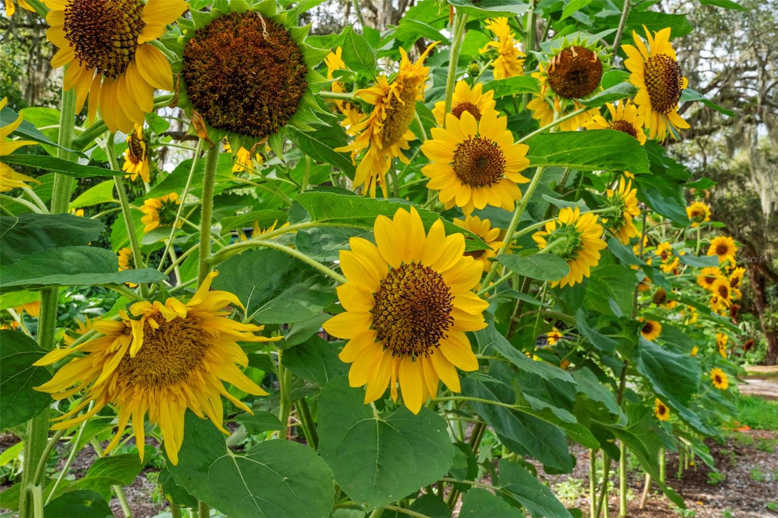 2026 LEWIS RD, LEESBURG, FL, 34748