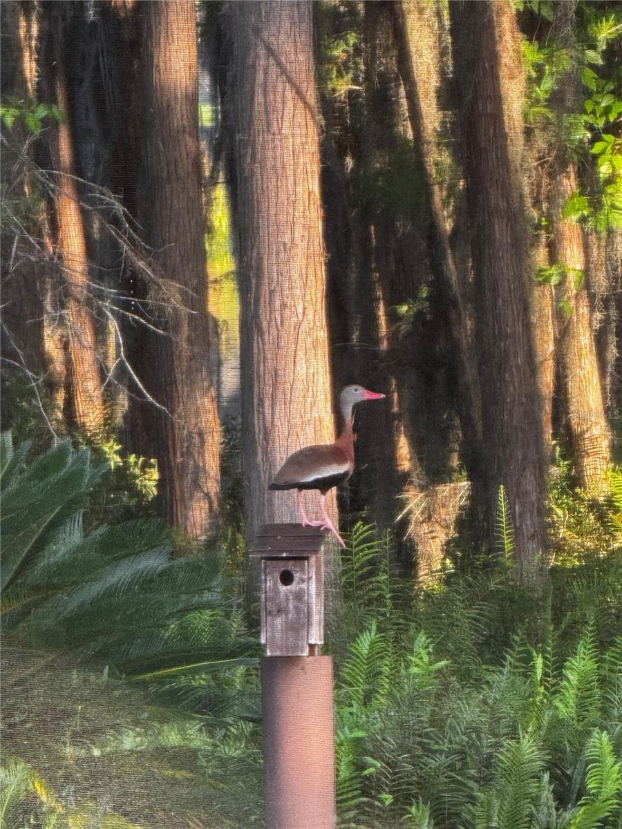 820 NEWBERGER RD, LUTZ, FL, 33549