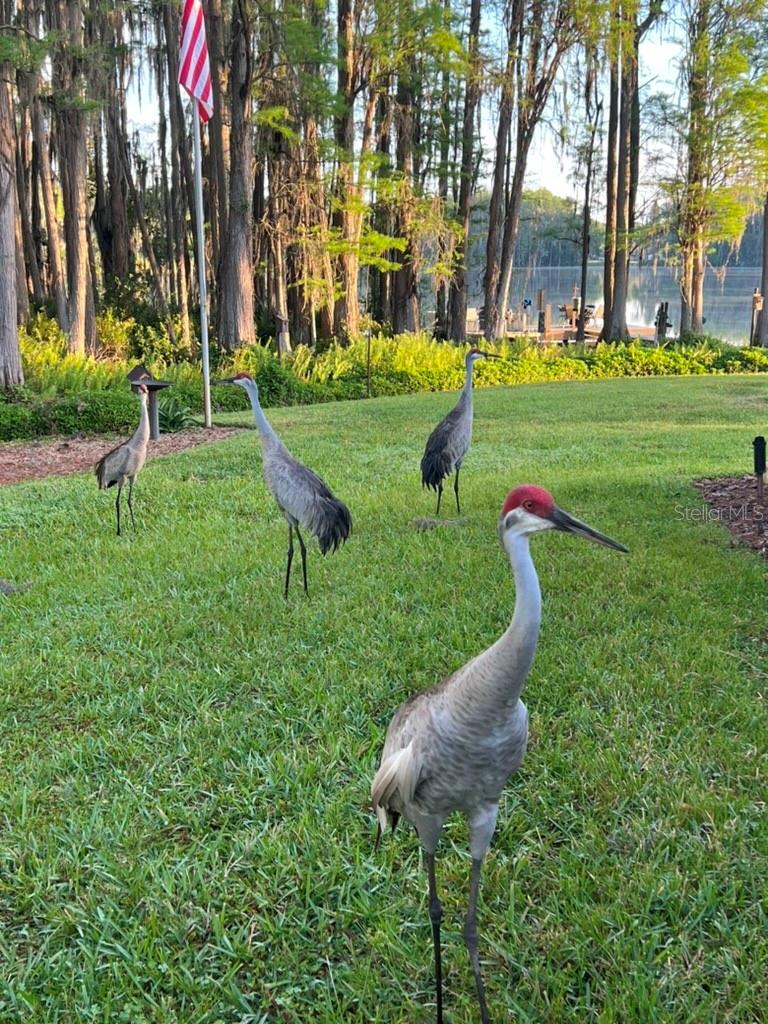 820 NEWBERGER RD, LUTZ, FL, 33549