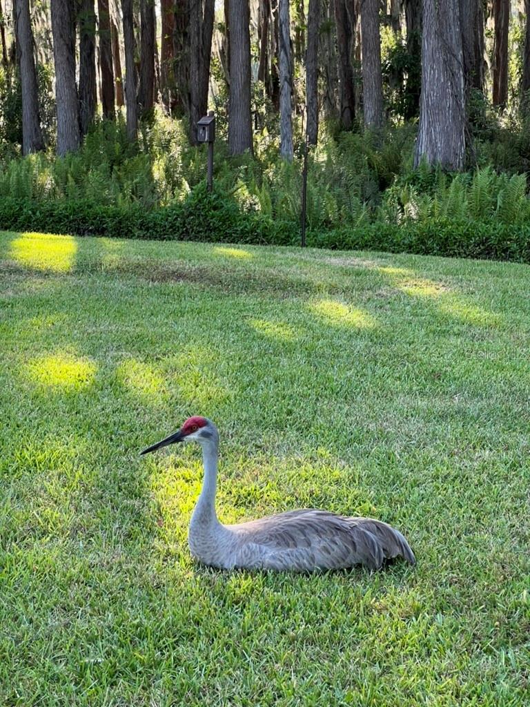 820 NEWBERGER RD, LUTZ, FL, 33549