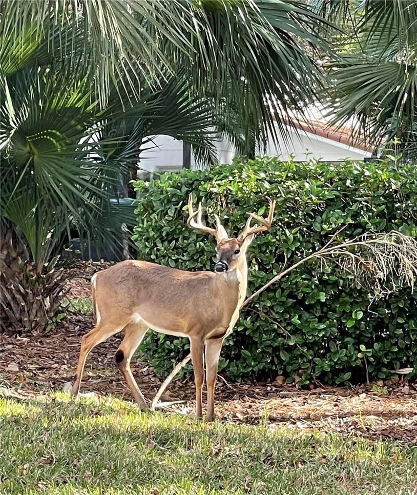 1441 FOXTAIL CT, LAKE MARY, FL, 32746