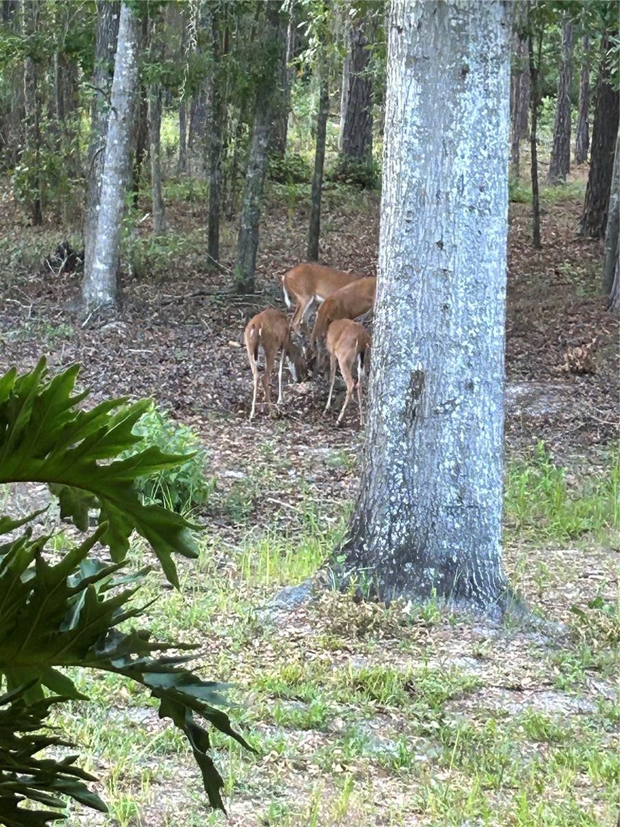 21329 SE 111TH AVE, HAWTHORNE, FL, 32640