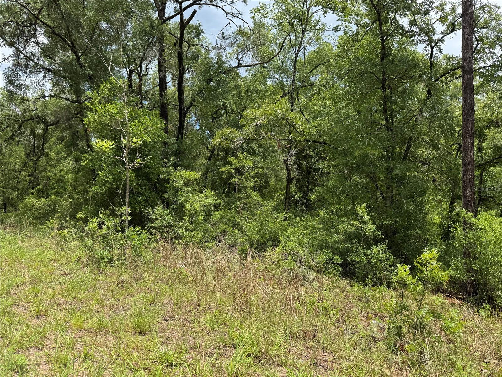 00 NE 9TH PL, WILLISTON, FL, 32696