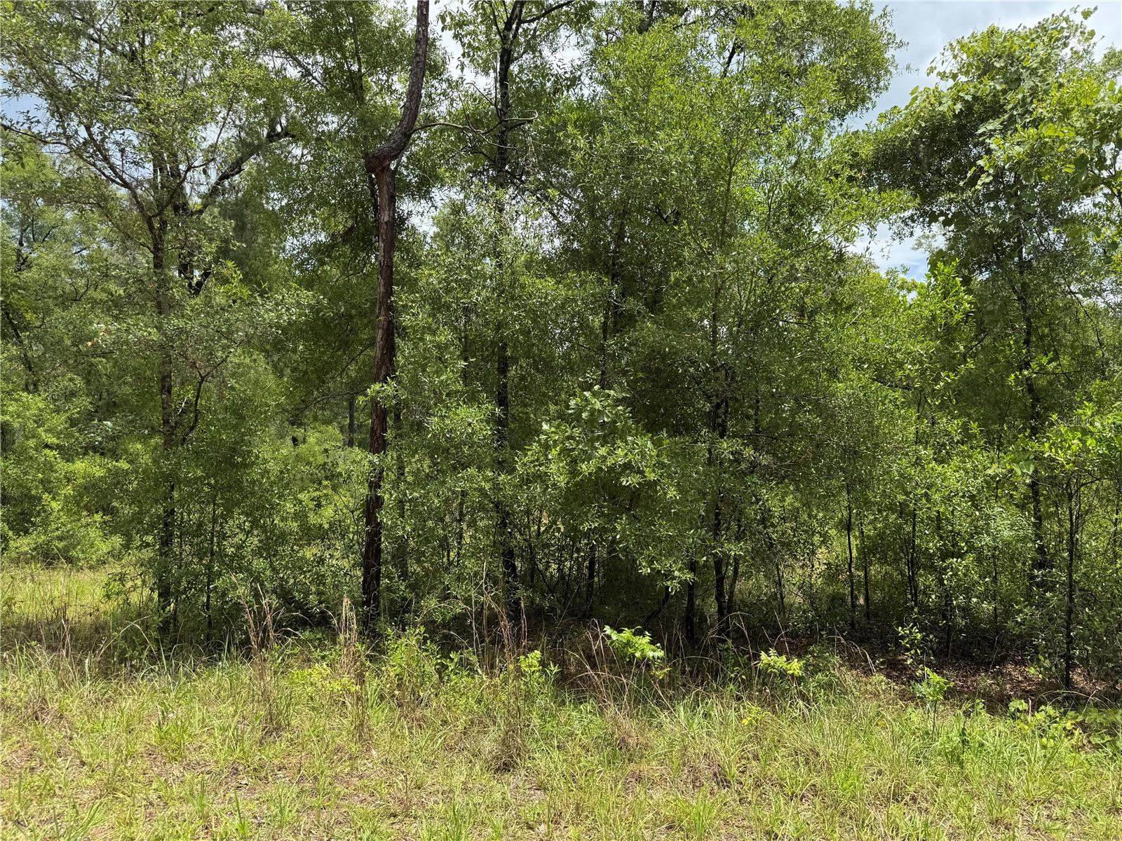 00 NE 9TH PL, WILLISTON, FL, 32696