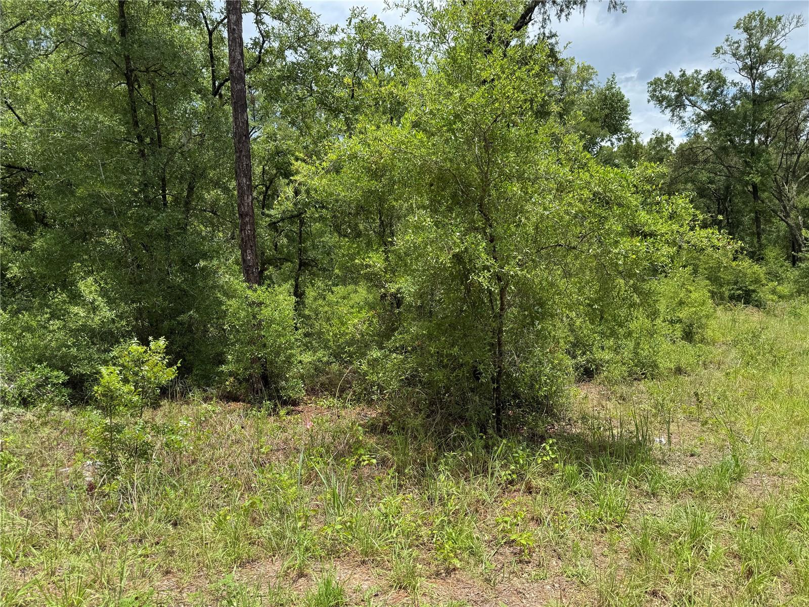 00 NE 9TH PL, WILLISTON, FL, 32696