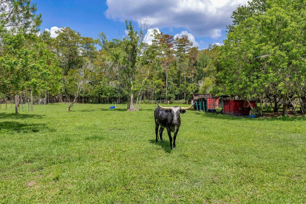 4361 ALBRITTON RD, ST CLOUD, FL, 34772