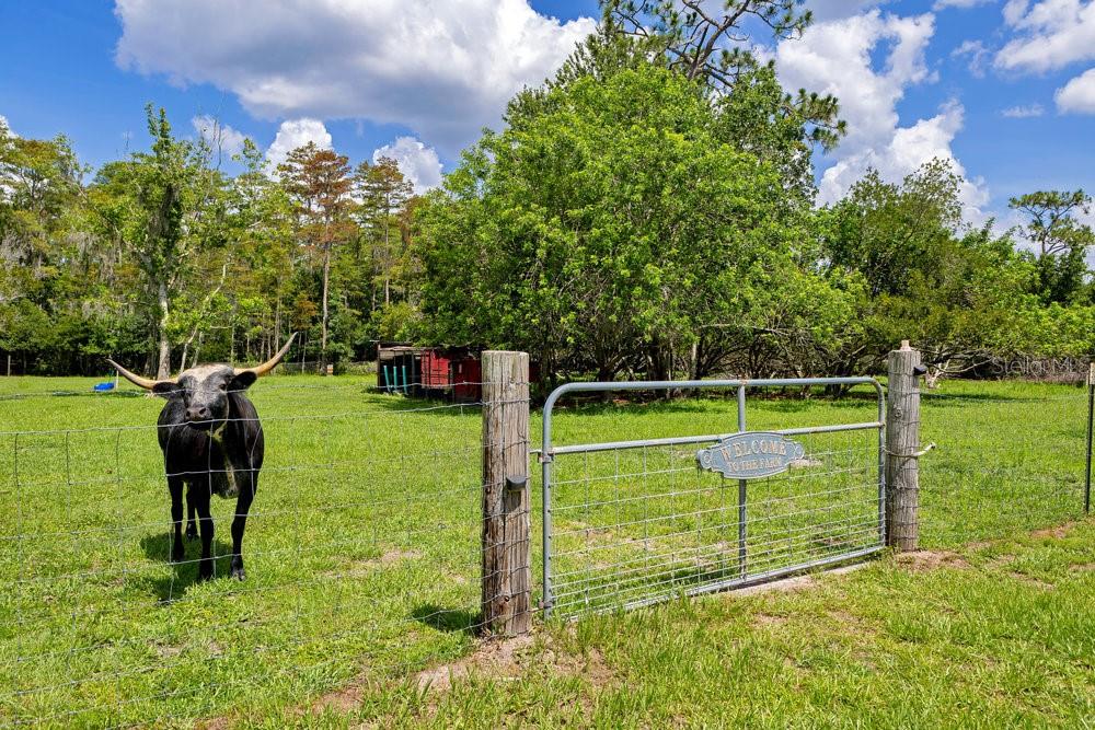 4361 ALBRITTON RD, ST CLOUD, FL, 34772