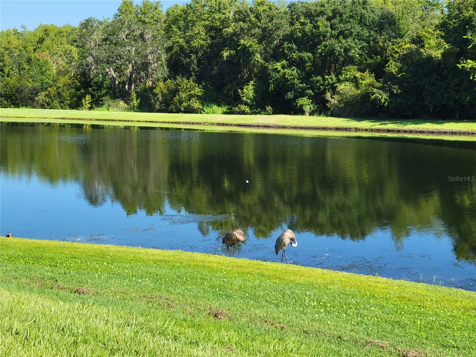 14845 SPEER LAKE DR, WINTER GARDEN, FL, 34787