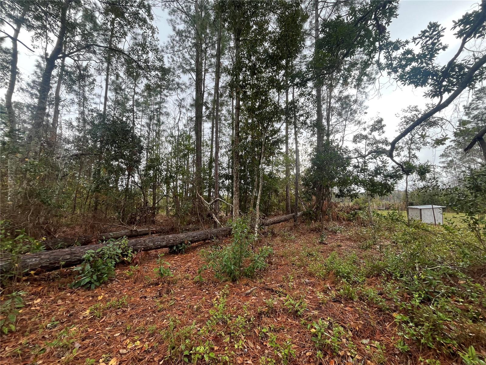 SUSAN ST, INTERLACHEN, FL, 32148