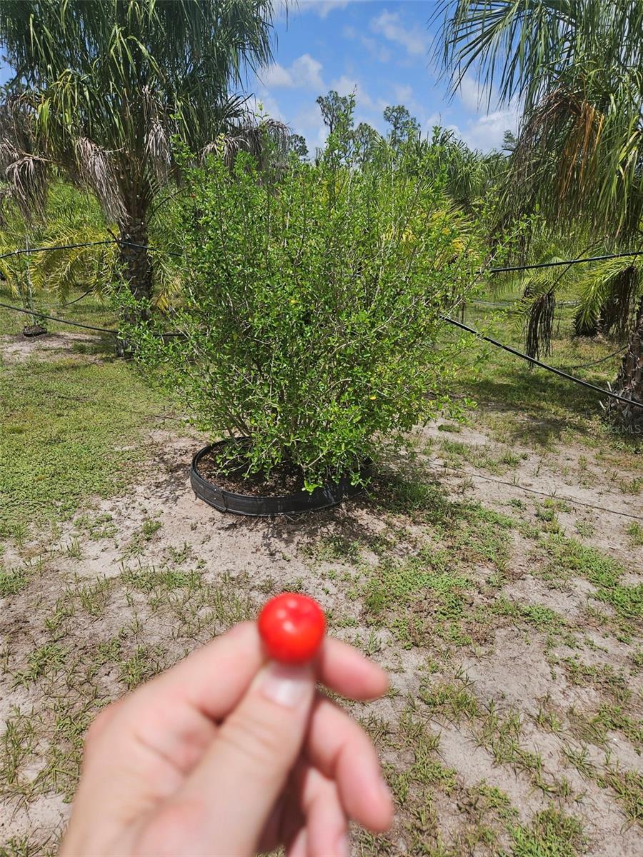 21910 TAYLOR DR, BRADENTON, FL, 34211