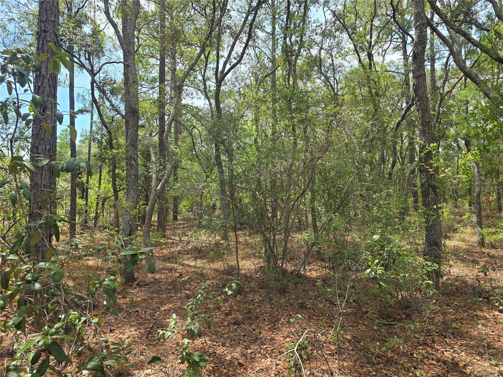 6468 N BAYLOR TER, DUNNELLON, FL, 34433