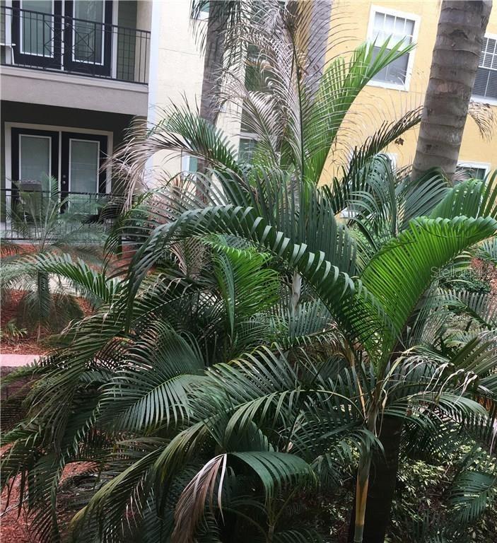 1910 E PALM AVE #8211, TAMPA, FL, 33605