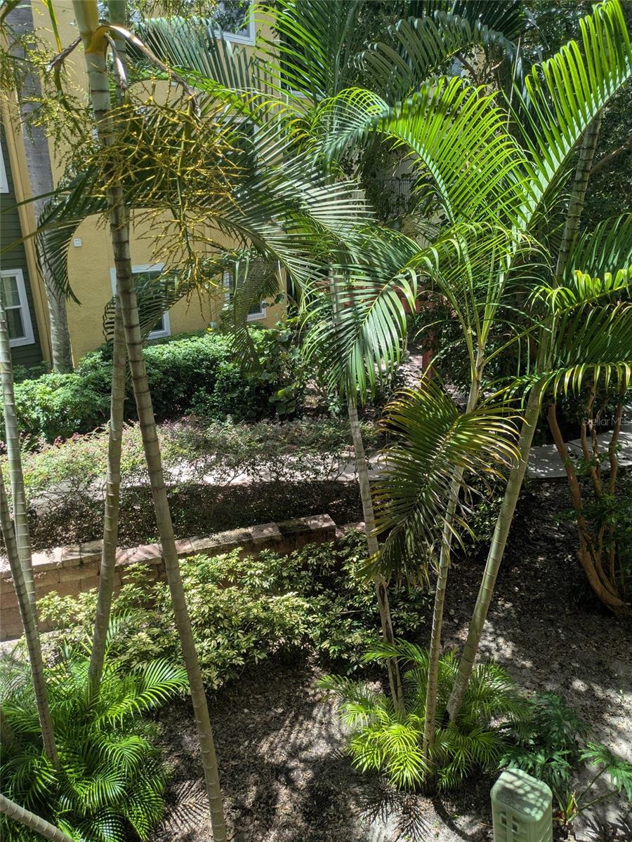 1910 E PALM AVE #8211, TAMPA, FL, 33605